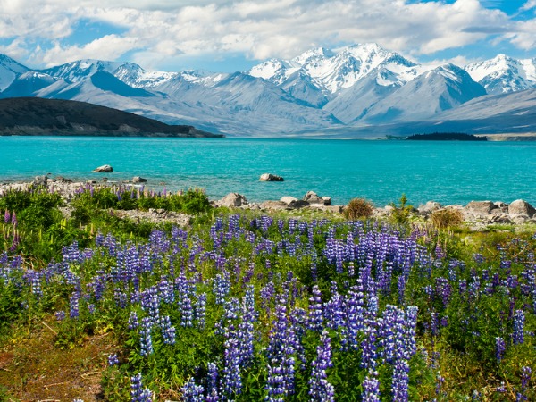 Hướng dẫn thủ tục xin visa New Zealand mới nhất