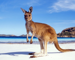 Thông tin về visa Úc